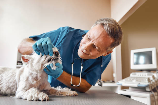 Best Weekend Emergency Dentist in Mays Chapel, MD
